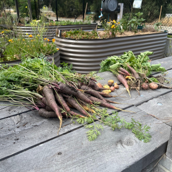 A freshly harvested bunch of purple and orange carrots laid on a weathered timber bench beside raised corrugated metal garden beds